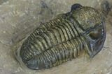 Gerastos Trilobite Fossil - Foum Zguid, Morocco #126316-4